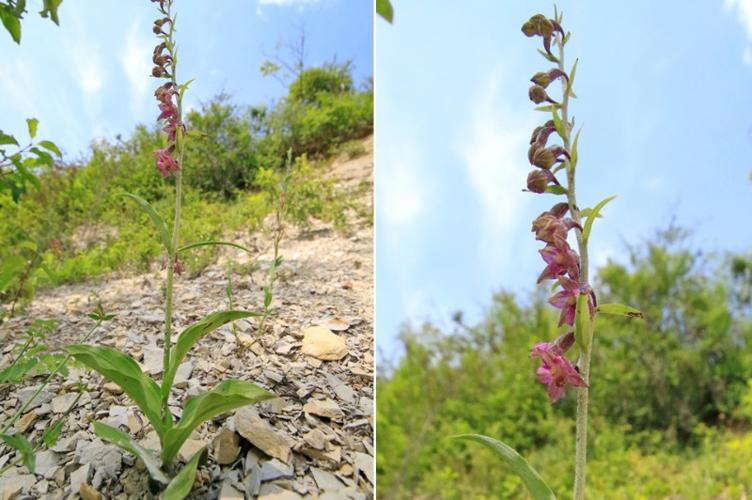 Photo de Epipactis atrorubens - (2018-06-16) © GUICHERD Grégory