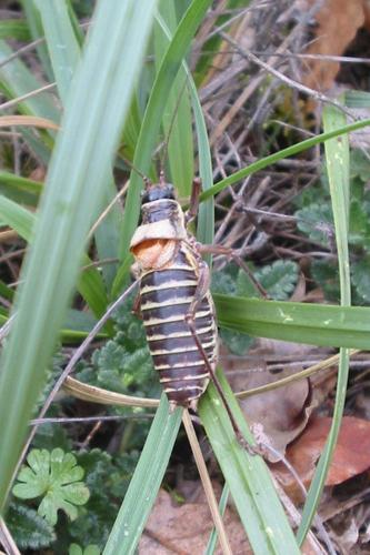 Photo de Ephippiger diurnus - (2004-10-18) © CHAMBERAUD Pierrette