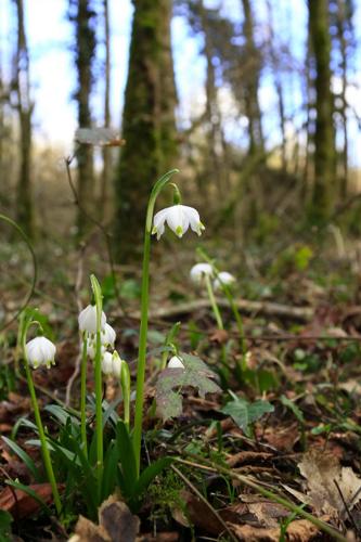 Photo de Leucojum vernum - (2018-02-12) © GUICHERD Grégory