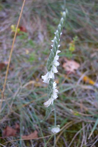 Photo de Spiranthes spiralis - (2018-09-14) © CHAMBERAUD Pierrette