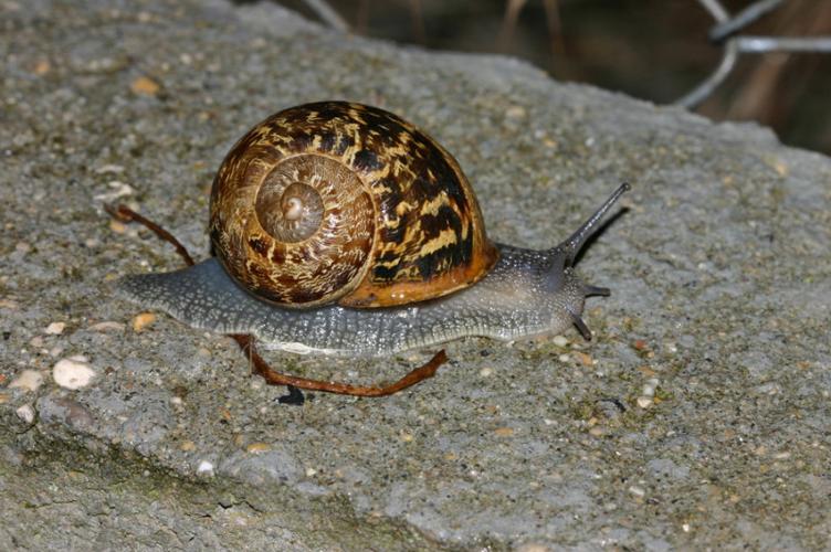 Photo de Cornu aspersum - (2018-08-25) © GUICHERD Grégory