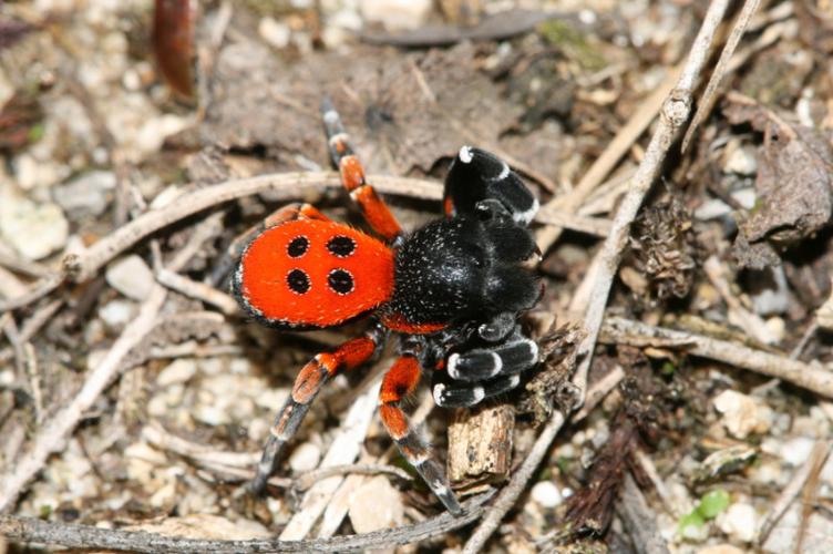 Photo de Eresus kollari - (2009-09-23) © GUICHERD Grégory