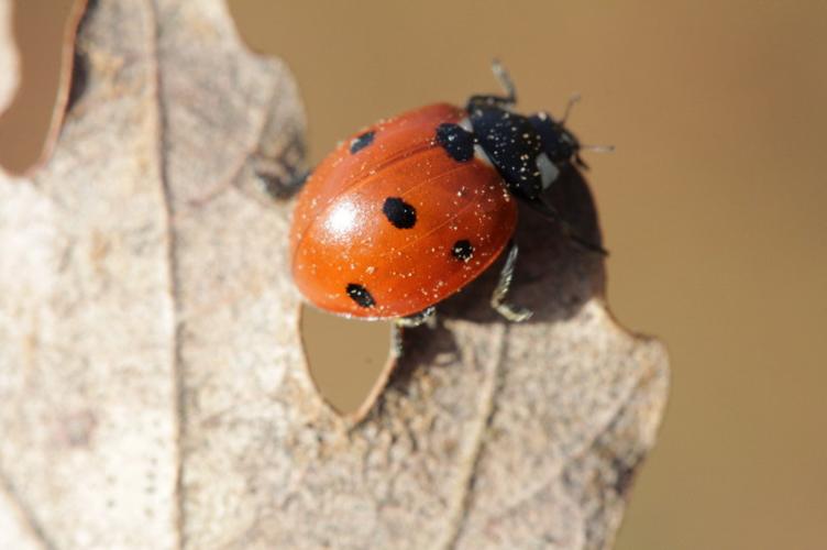 Photo de Coccinella septempunctata - (2016-02-06) © GUICHERD Grégory