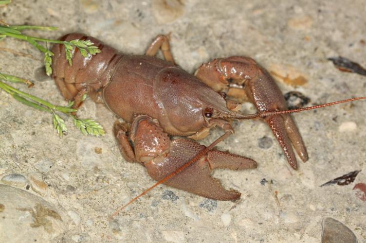 Photo de Austropotamobius pallipes - (2013-06-21) © GUICHERD Grégory