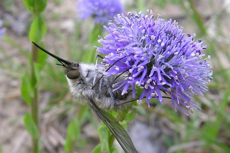 Photo de Bombylius cinerascens - (2005-05-06) © GRANGIER Christophe