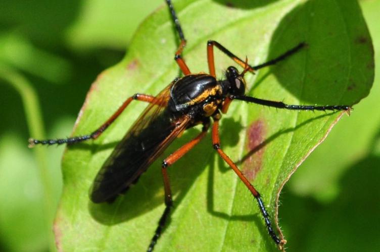 Photo de Molobratia teutonus - (2014-05-29) © GRANGIER Christophe