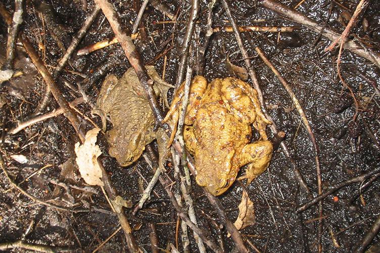 Photo de Bufo bufo - (2003-03-08) © CHAMBERAUD Pierrette