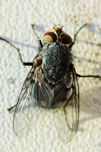 Photo de Calliphora vicina - (2019-01-04) © RUILLAT Christian