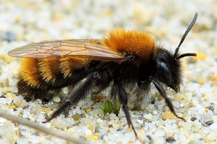 Photo de Andrena fulva - (2018-03-28) © RUILLAT Christian