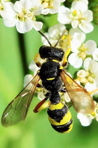 Photo de Cerceris rybyensis - (2017-08-17) © RUILLAT Christian