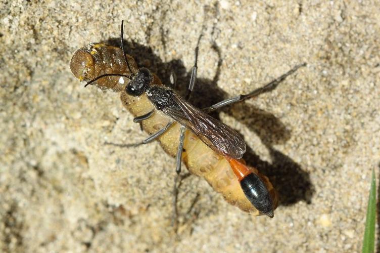 Photo de Ammophila sabulosa - (2017-10-14) © RUILLAT Christian