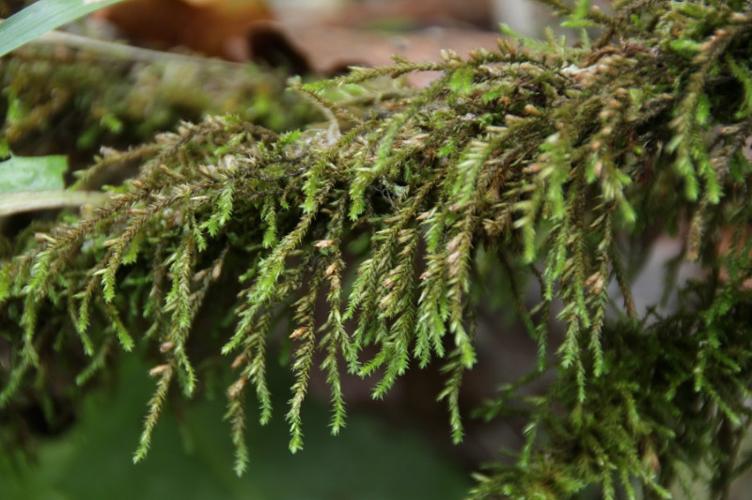 Photo de Cryphaea heteromalla - (2018-09-07) © GEOFFROY Sabine