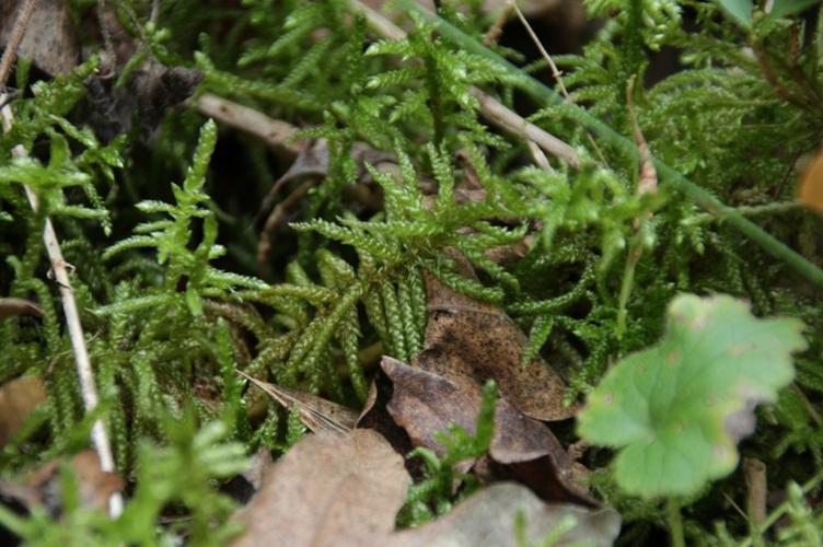 Photo de Pseudoscleropodium purum - (2018-04-11) © GEOFFROY Sabine