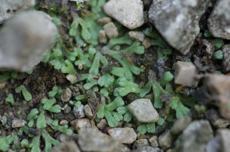 Photo de Riccia glauca - (2018-09-07) © GEOFFROY Sabine