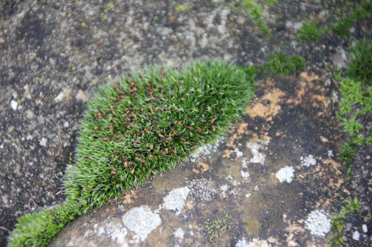 Photo de Grimmia pulvinata - (2018-04-01) © GEOFFROY Sabine