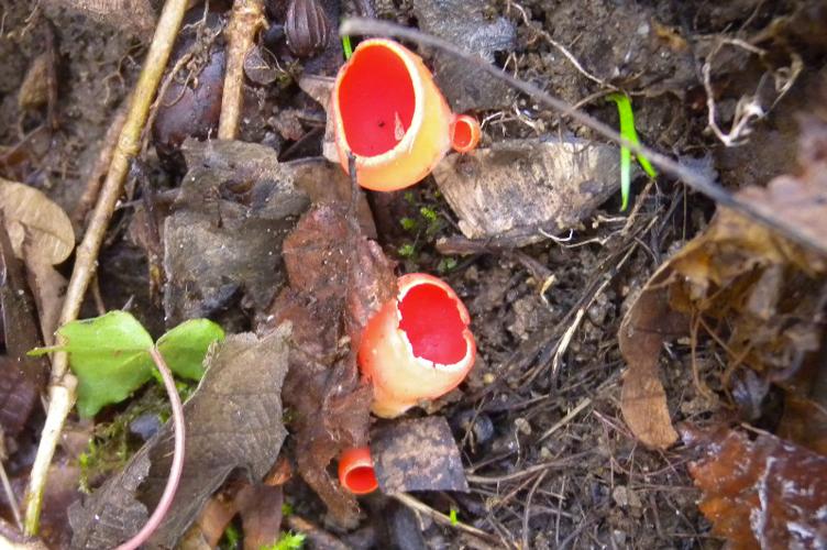 Photo de Sarcoscypha coccinea - (2019-01-12) © GUICHERD Grégory