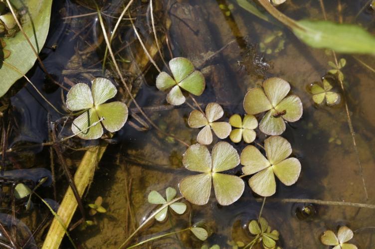 Photo de Marsilea quadrifolia - (2018-05-20) © GUICHERD Grégory