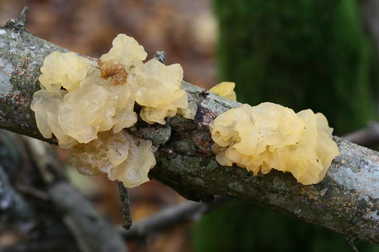 Photo de Tremella mesenterica - (2011-11-02) © GUICHERD Grégory