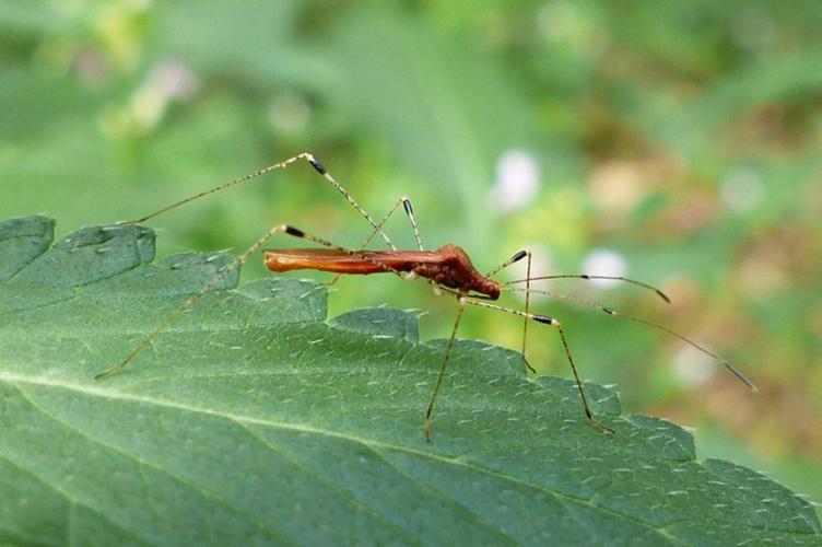 Photo de Metatropis rufescens - (2017-08-09) © GRANGIER Christophe