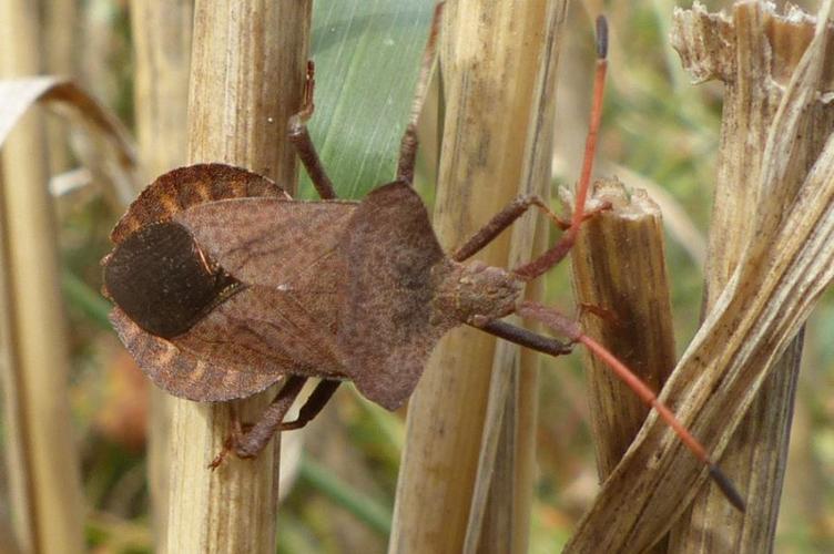 Photo de Coreus marginatus - (2016-09-14) © GRANGIER Christophe