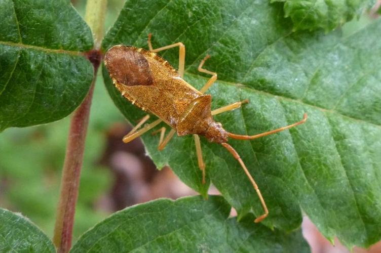 Photo de Gonocerus acuteangulatus - (2016-11-11) © GRANGIER Christophe