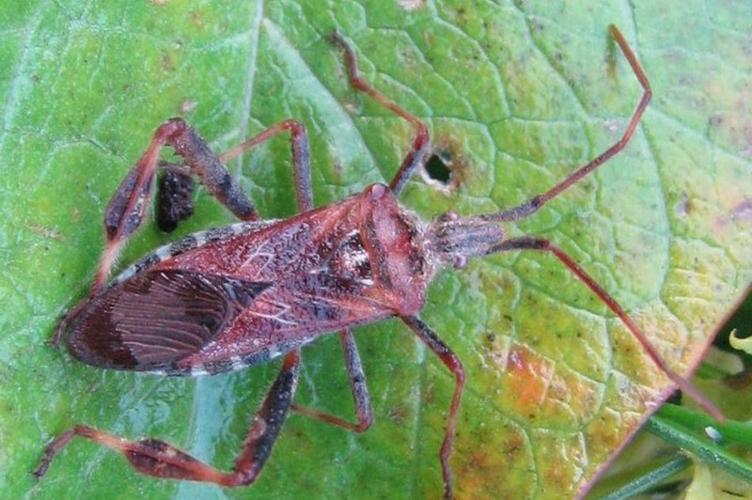 Photo de Leptoglossus occidentalis - (2012-10-10) © GRANGIER Christophe