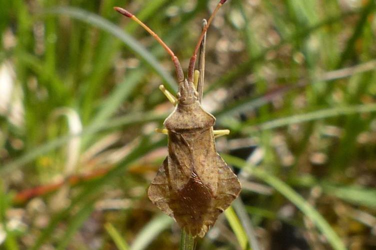 Photo de Syromastus rhombeus - (2017-05-14) © GRANGIER Christophe