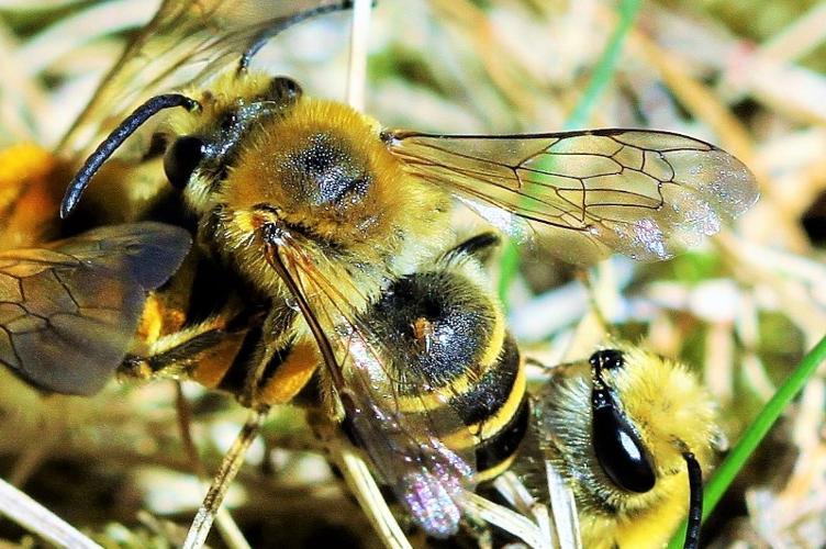 Photo de Colletes hederae - (2018-09-08) © RUILLAT Christian