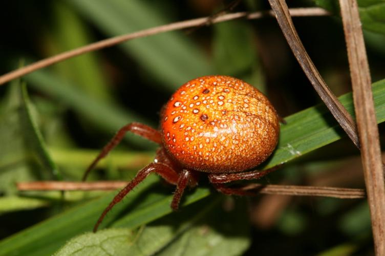 Photo de Araneus alsine - (2009-09-26) © GUICHERD Grégory