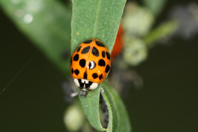 Photo de Harmonia axyridis - (2011-06-09) © GUICHERD Grégory