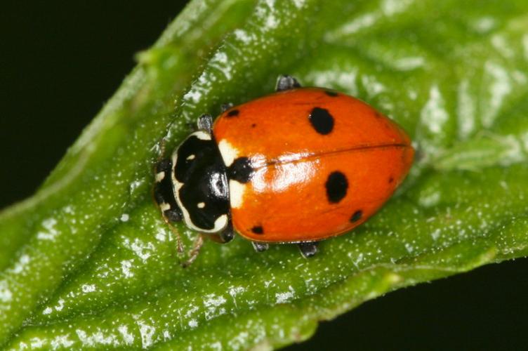 Photo de Hippodamia variegata - (2011-06-09) © GUICHERD Grégory