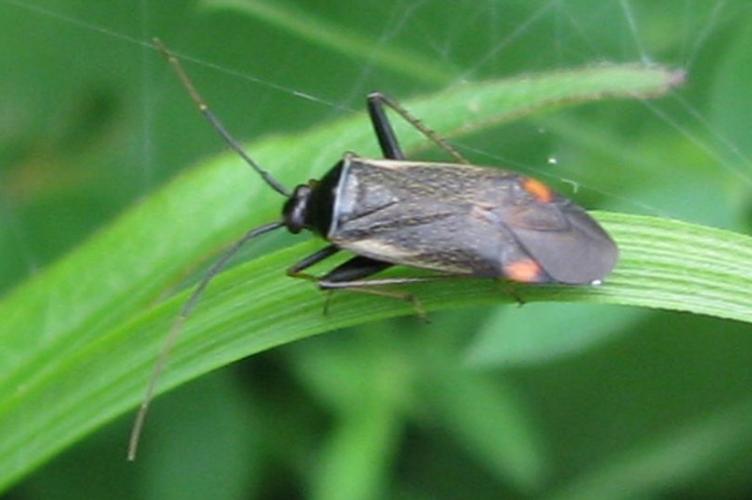 Photo de Adelphocoris seticornis - (2010-06-13) © GRANGIER Christophe