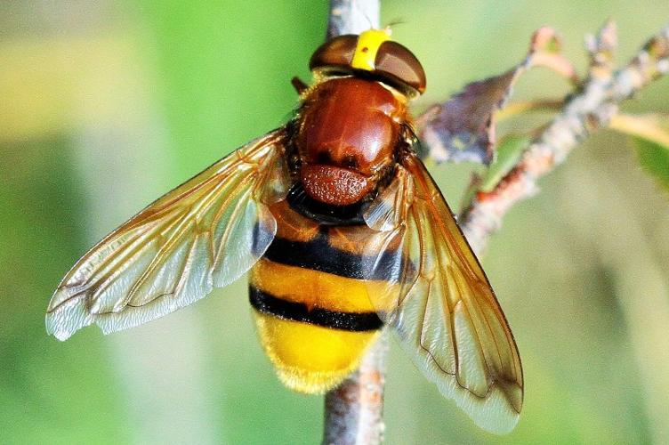 Photo de Volucella zonaria - (2018-08-24) © RUILLAT Christian