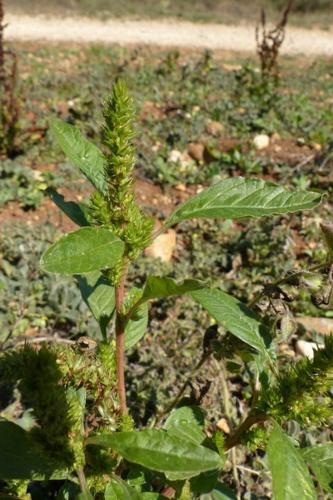 Photo de Amaranthus retroflexus - (2015-08-25) © GRANGIER Christophe