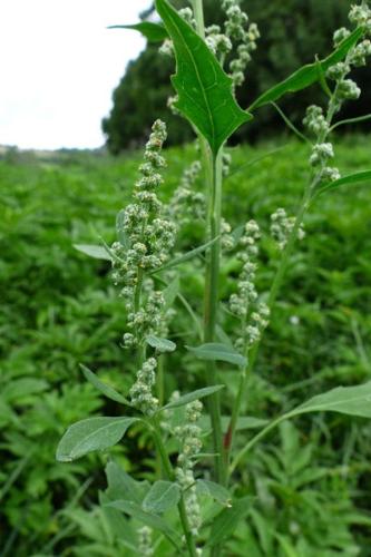 Photo de Chenopodium album - (2017-07-25) © GRANGIER Christophe