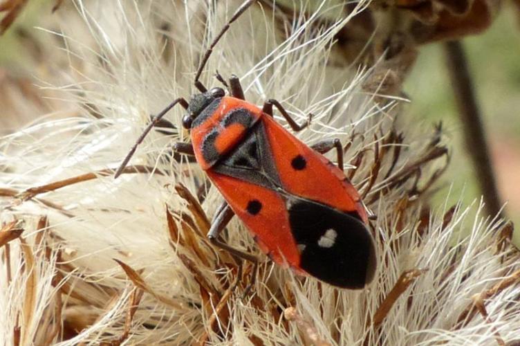 Photo de Melanocoryphus albomaculatus - (2016-09-21) © GRANGIER Christophe