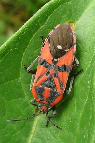 Photo de Spilostethus pandurus - (2006-07-07) © GRANGIER Christophe