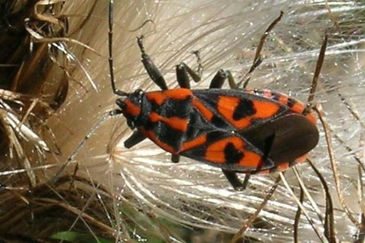 Photo de Spilostethus saxatilis - (2004-08-31) © GRANGIER Christophe