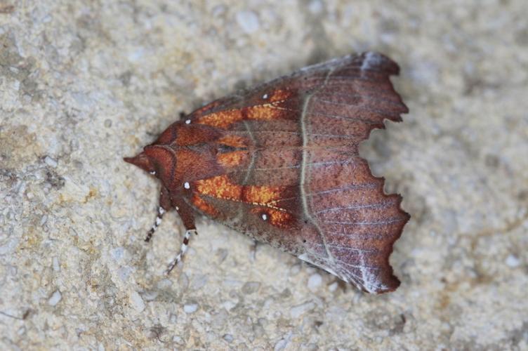 Photo de Scoliopteryx libatrix - (2019-02-10) © GUICHERD Grégory