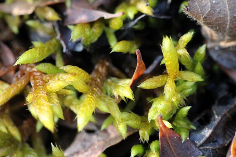 Photo de Rhytidium rugosum - (2018-04-11) © GEOFFROY Sabine