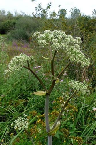 Photo de Angelica sylvestris - (2017-07-31) © GRANGIER Christophe