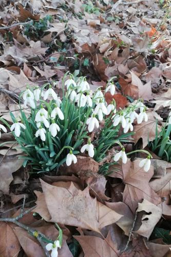 Photo de Galanthus nivalis - (2019-02-21) © Lo Parvi