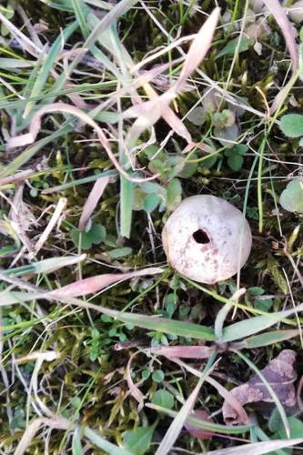 Photo de Tulostoma brumale - (2019-02-24) © BARGE Anaëlle