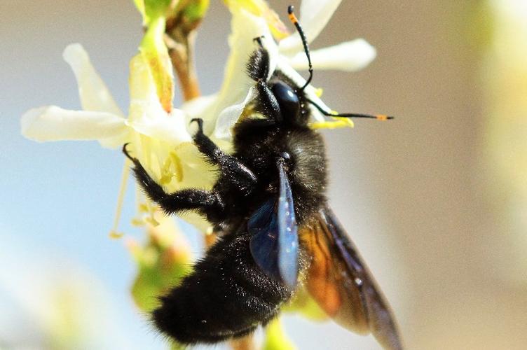 Photo de Xylocopa violacea - (2019-02-24) © RUILLAT Christian