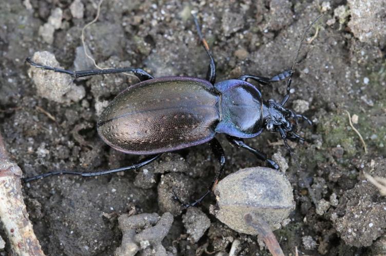 Photo de Carabus nemoralis - (2019-03-03) © GUICHERD Grégory