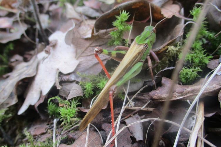 Photo de Locusta cinerascens - (2018-10-28) © FILLON Louis-Sol