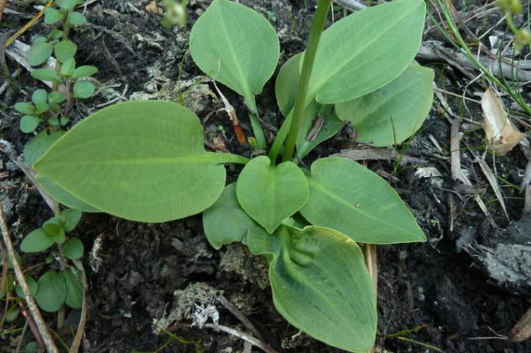 Photo de Alisma plantago-aquatica - (2010-09-28) © ROUX Alain