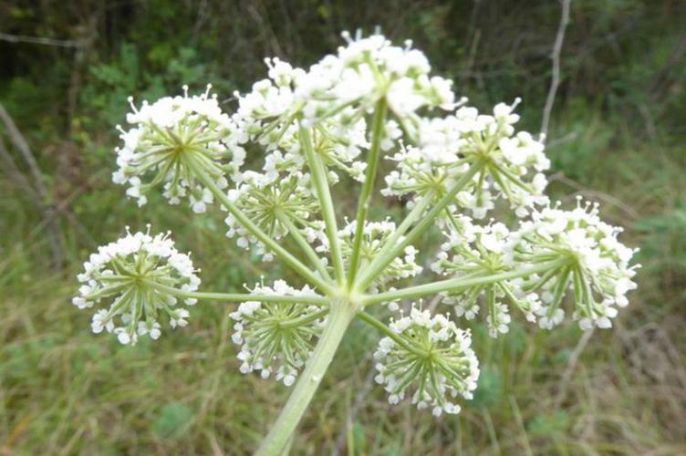 Photo de Seseli annuum subsp. annuum - (2017-09-01) © ROUX Alain