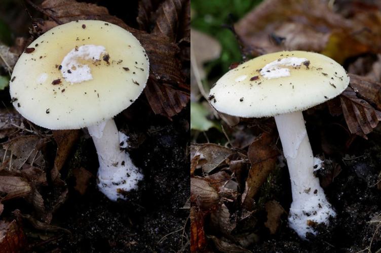 Photo de Amanita junquillea - (2017-10-03) © GUICHERD Grégory