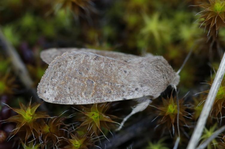 Photo de Orthosia cruda - (2019-03-09) © GUICHERD Grégory